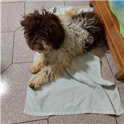 offresi lezioni di francese on line. aiuto compiti, lessico e grammatica